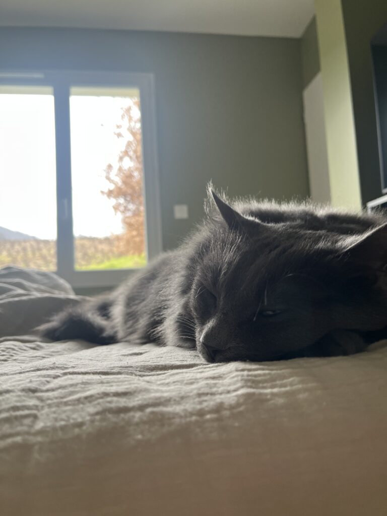 chaleur + animaux